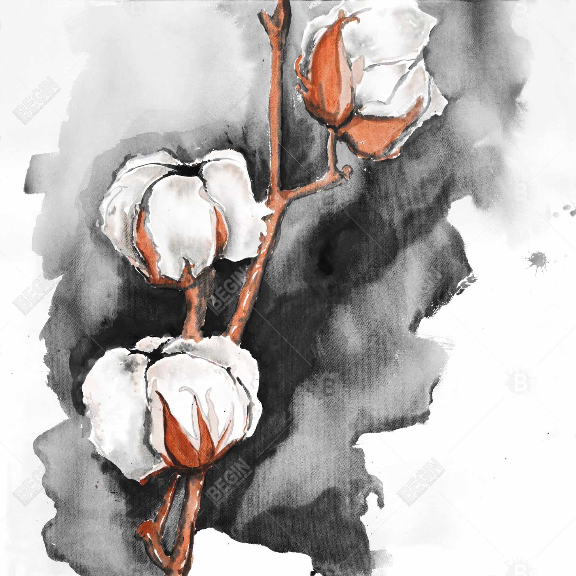 Fleurs de cotton sur fond noir