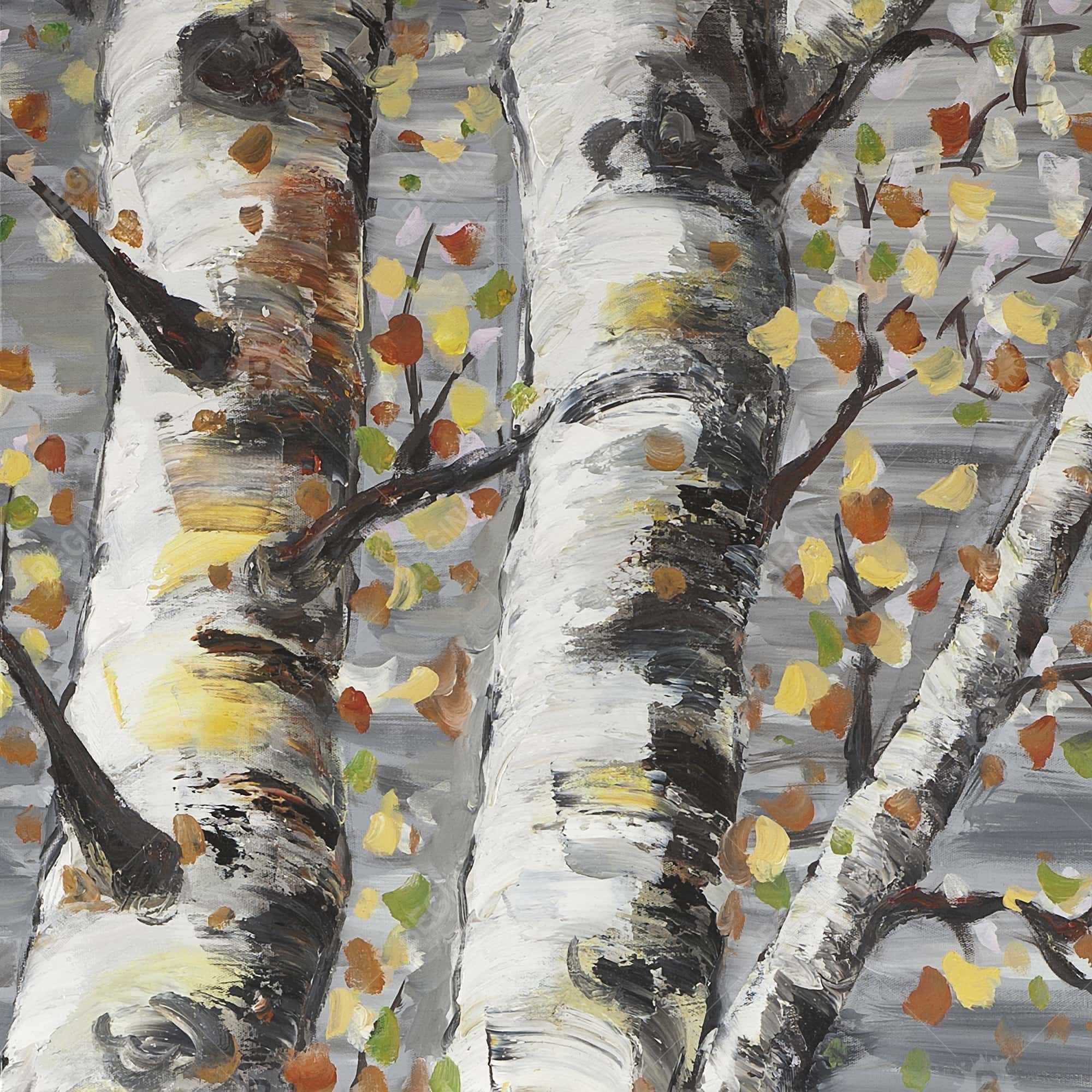 Budding white birches 1