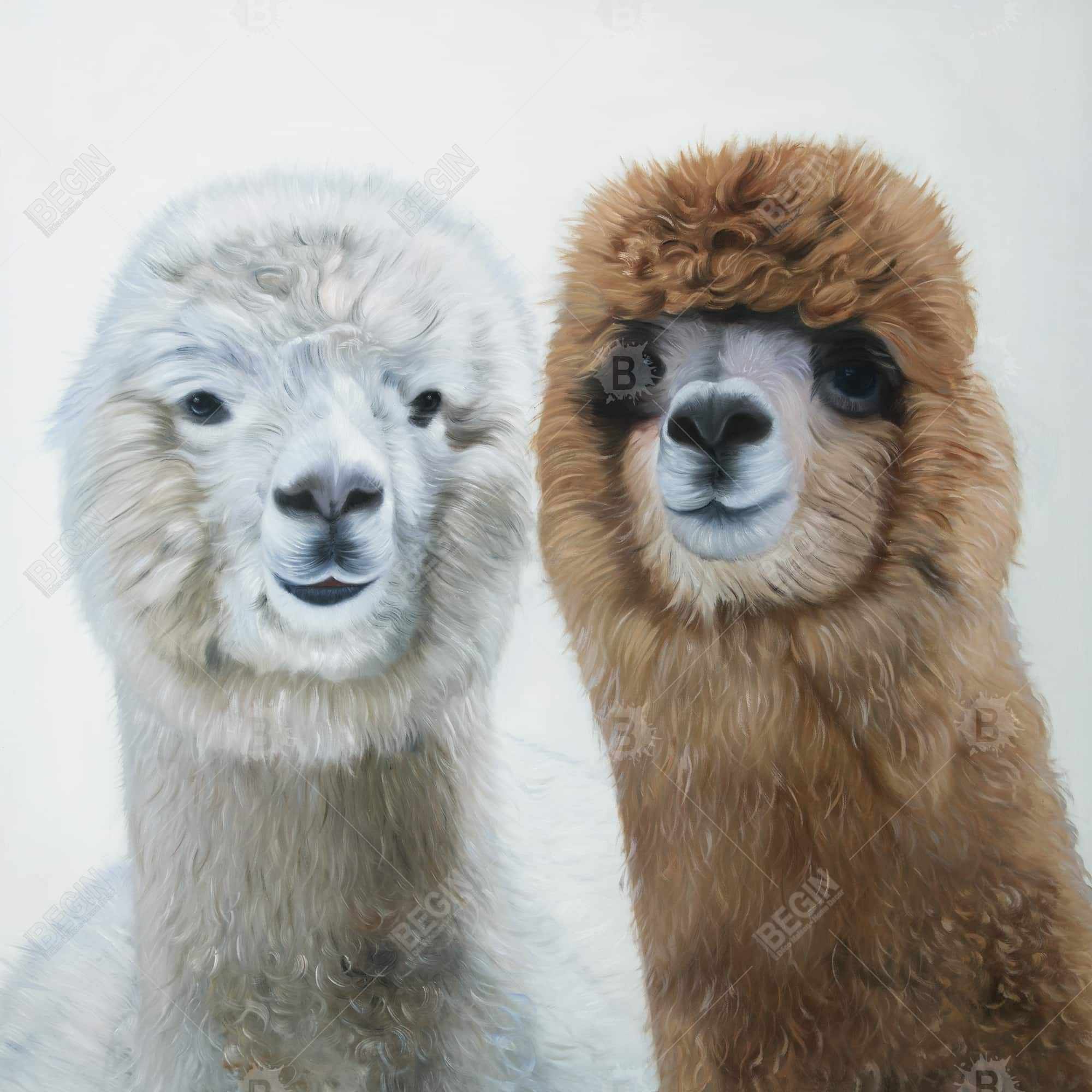 Two lamas