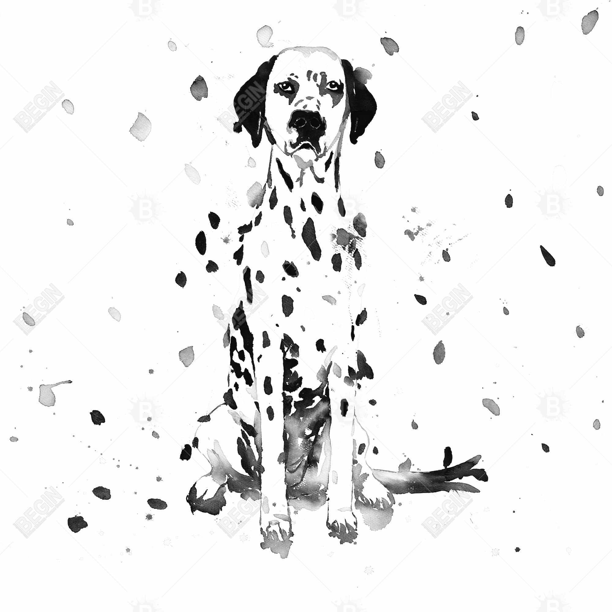 Chien dalmatien