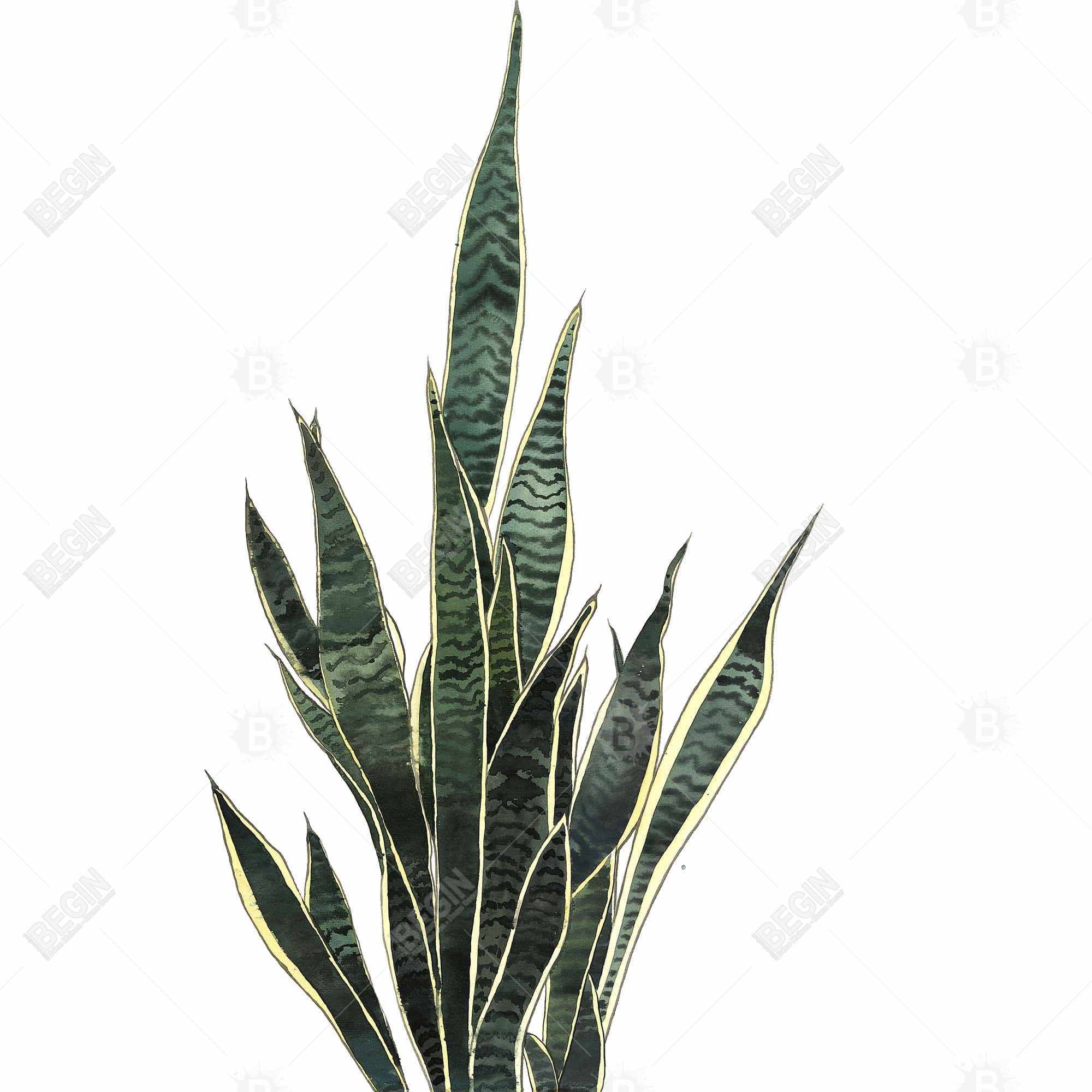 Snake plant