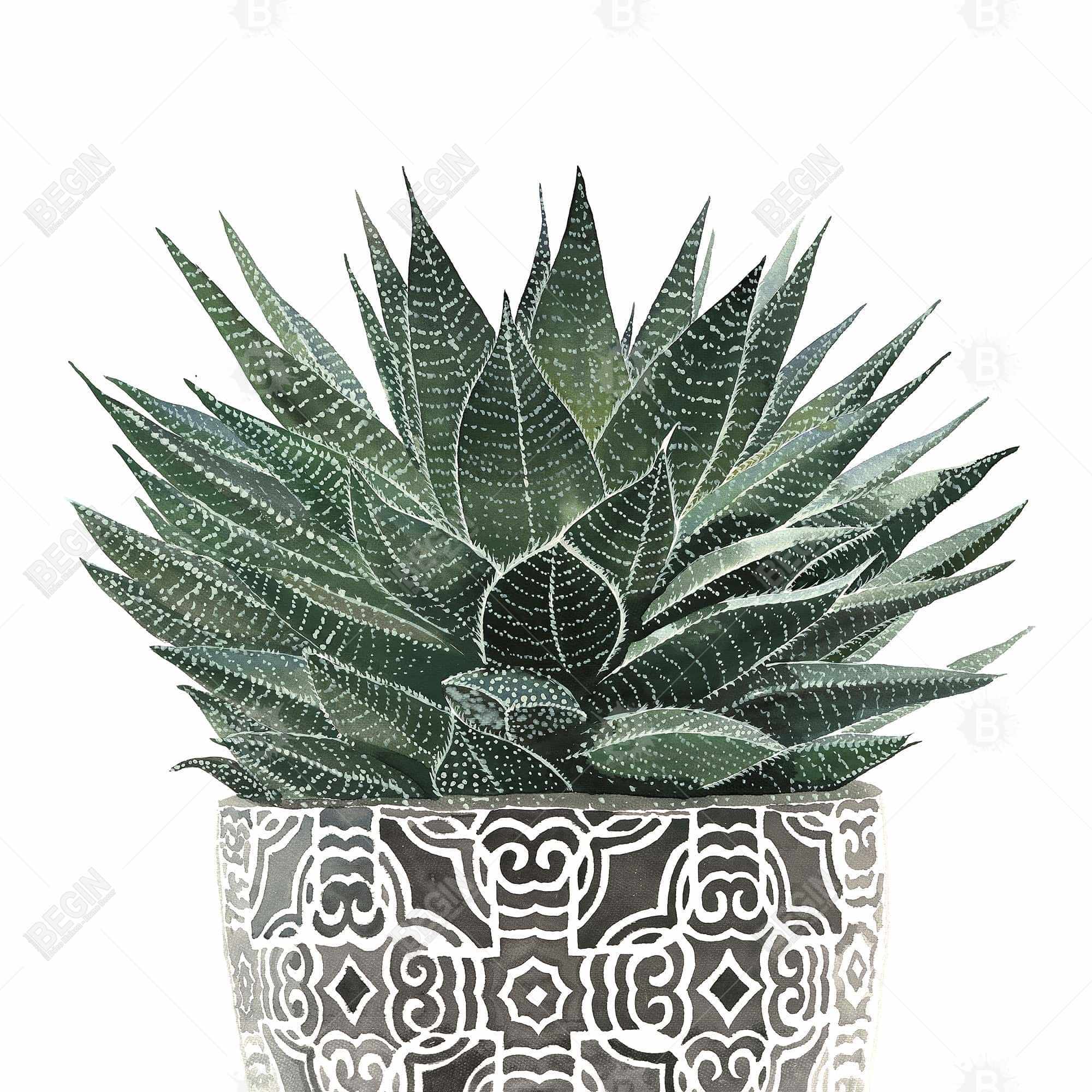 Succulent haworthia