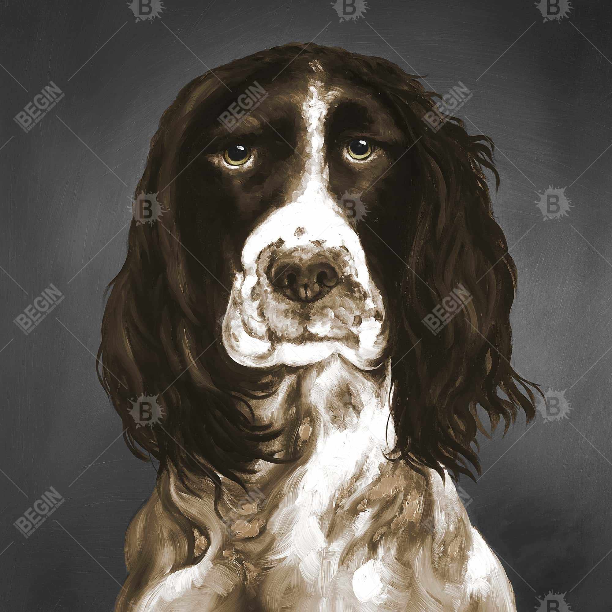 Springer spaniel anglais brun