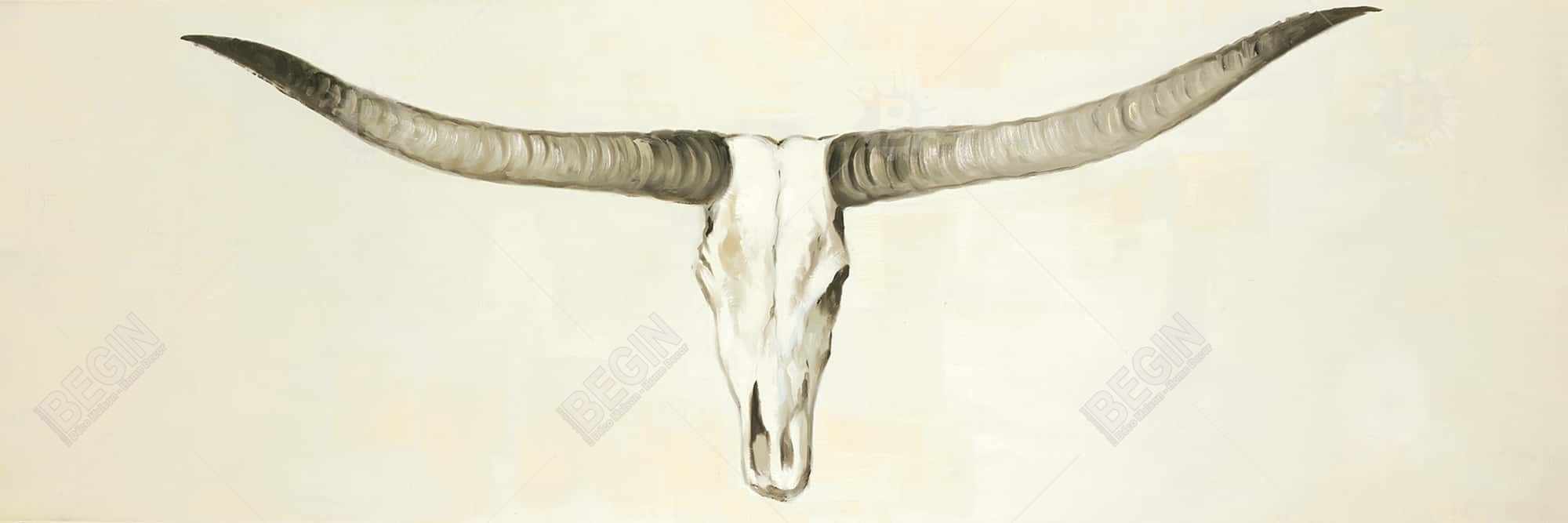 Crâne de vache à longues cornes