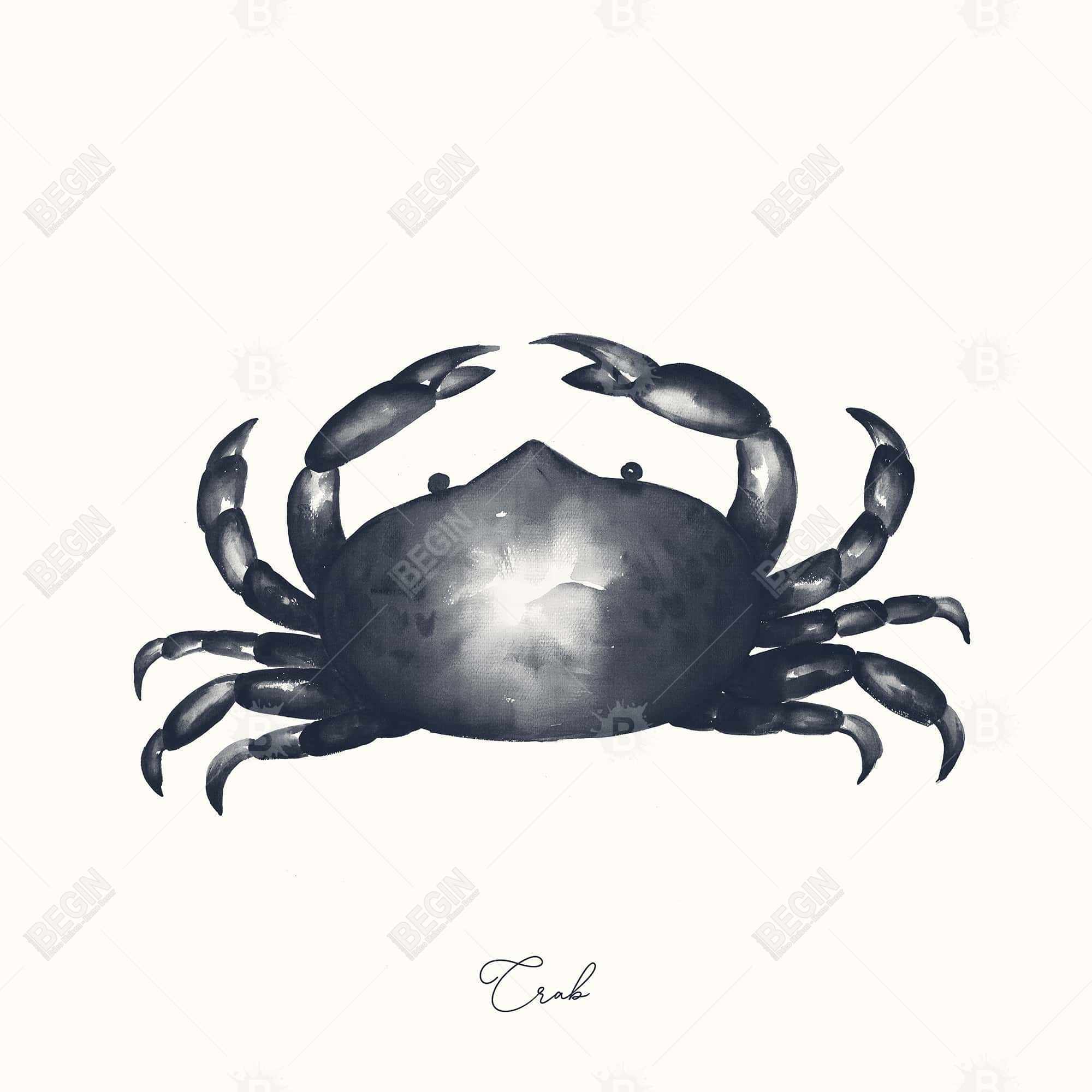 Crabe bleu