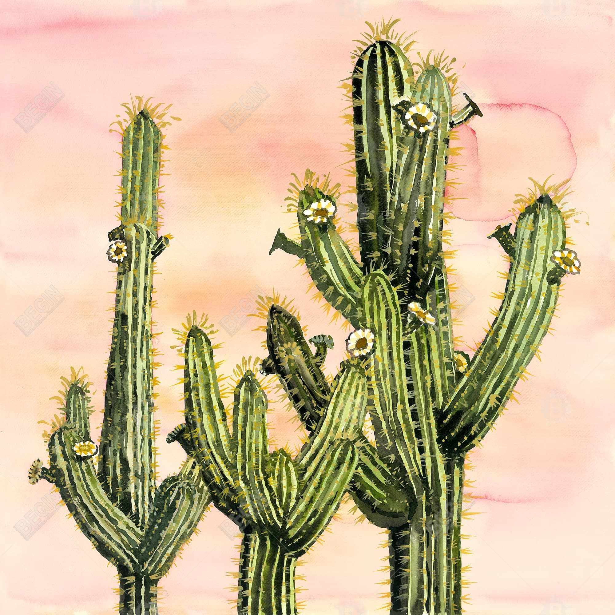 Cactus weberocereus