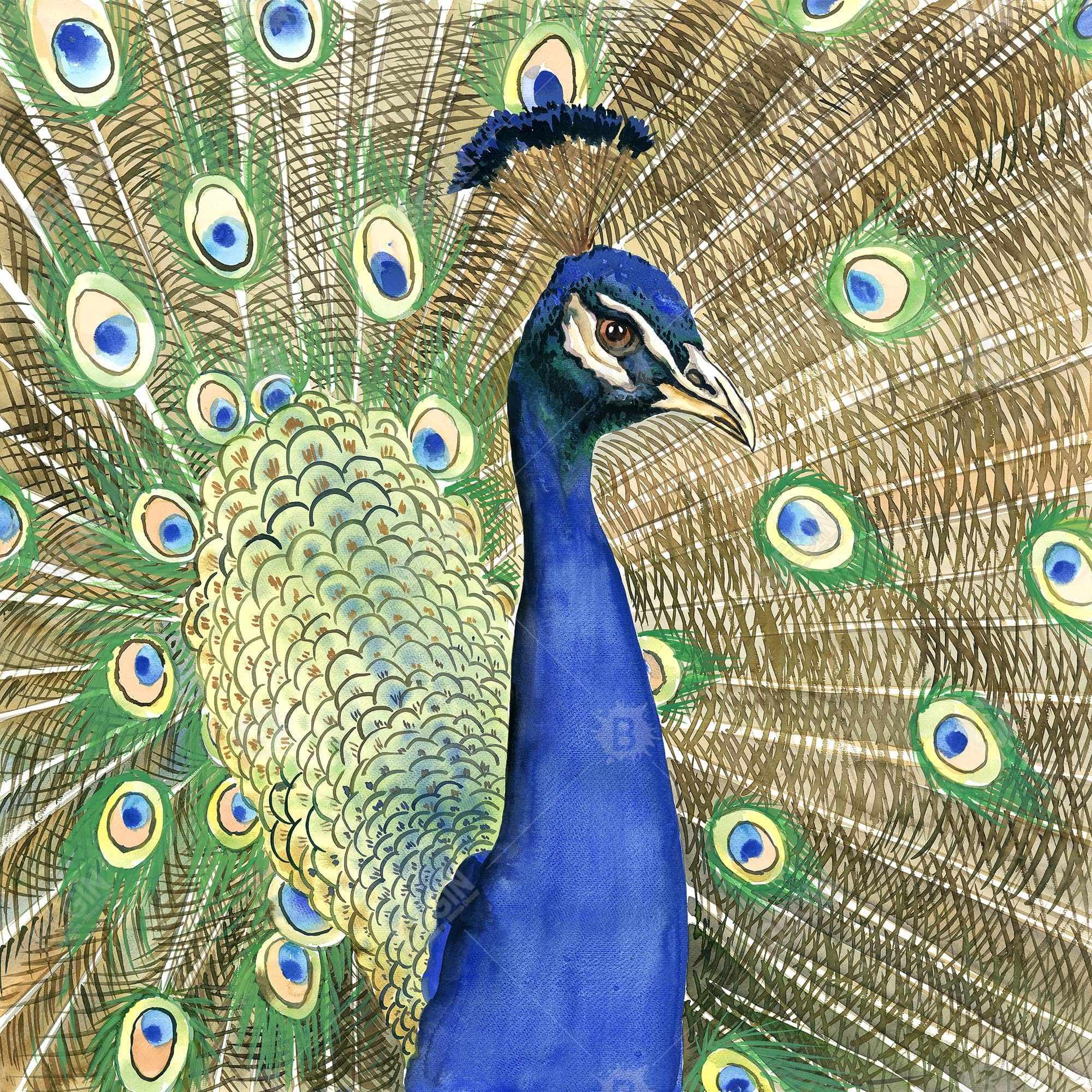 Peacock