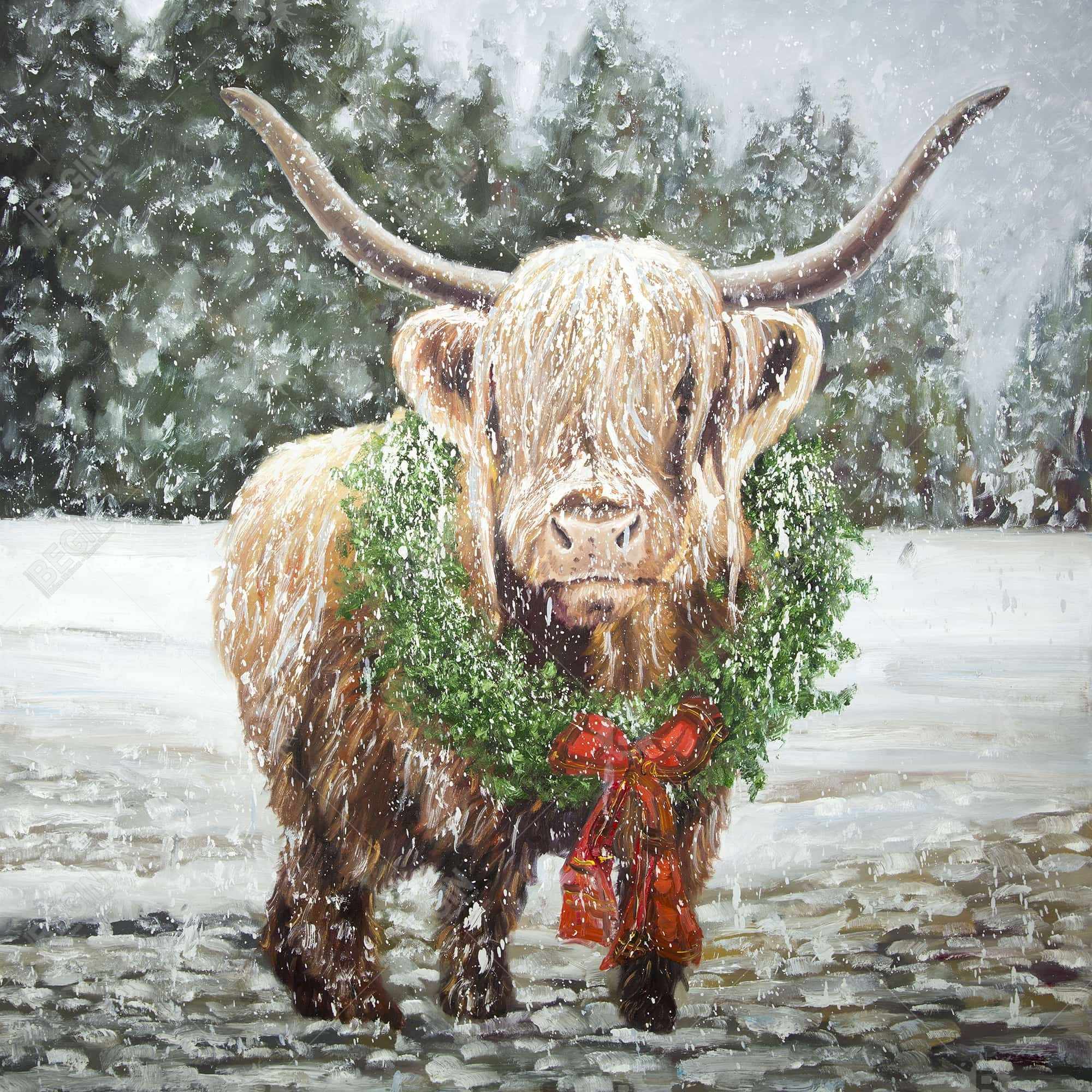Highland christmas cow
