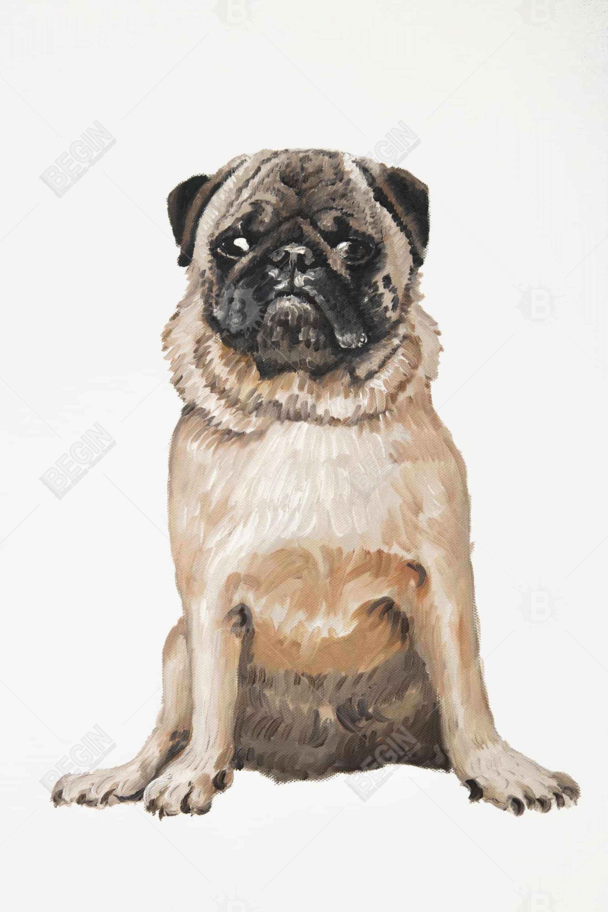 Pug