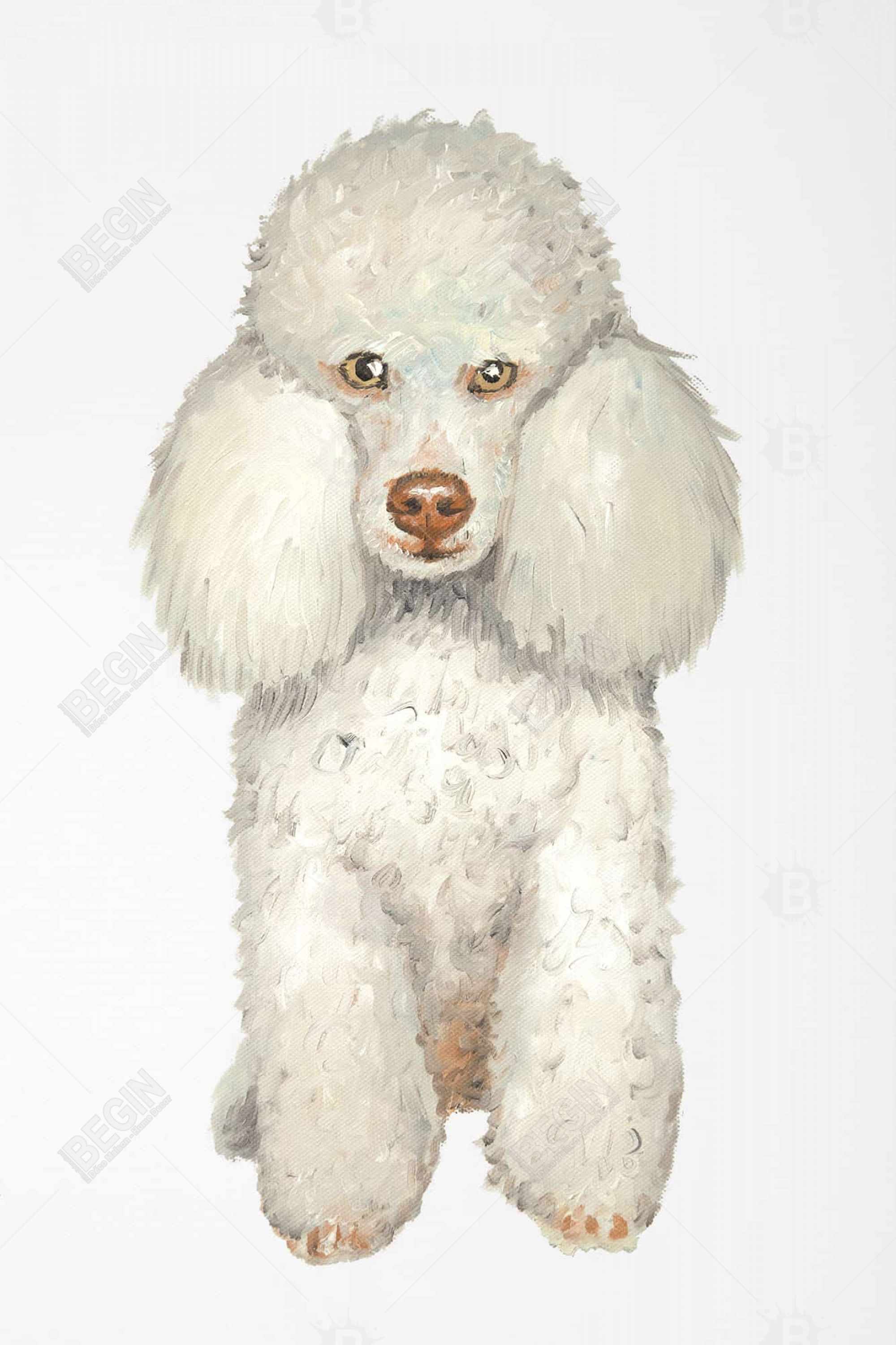 French poodle