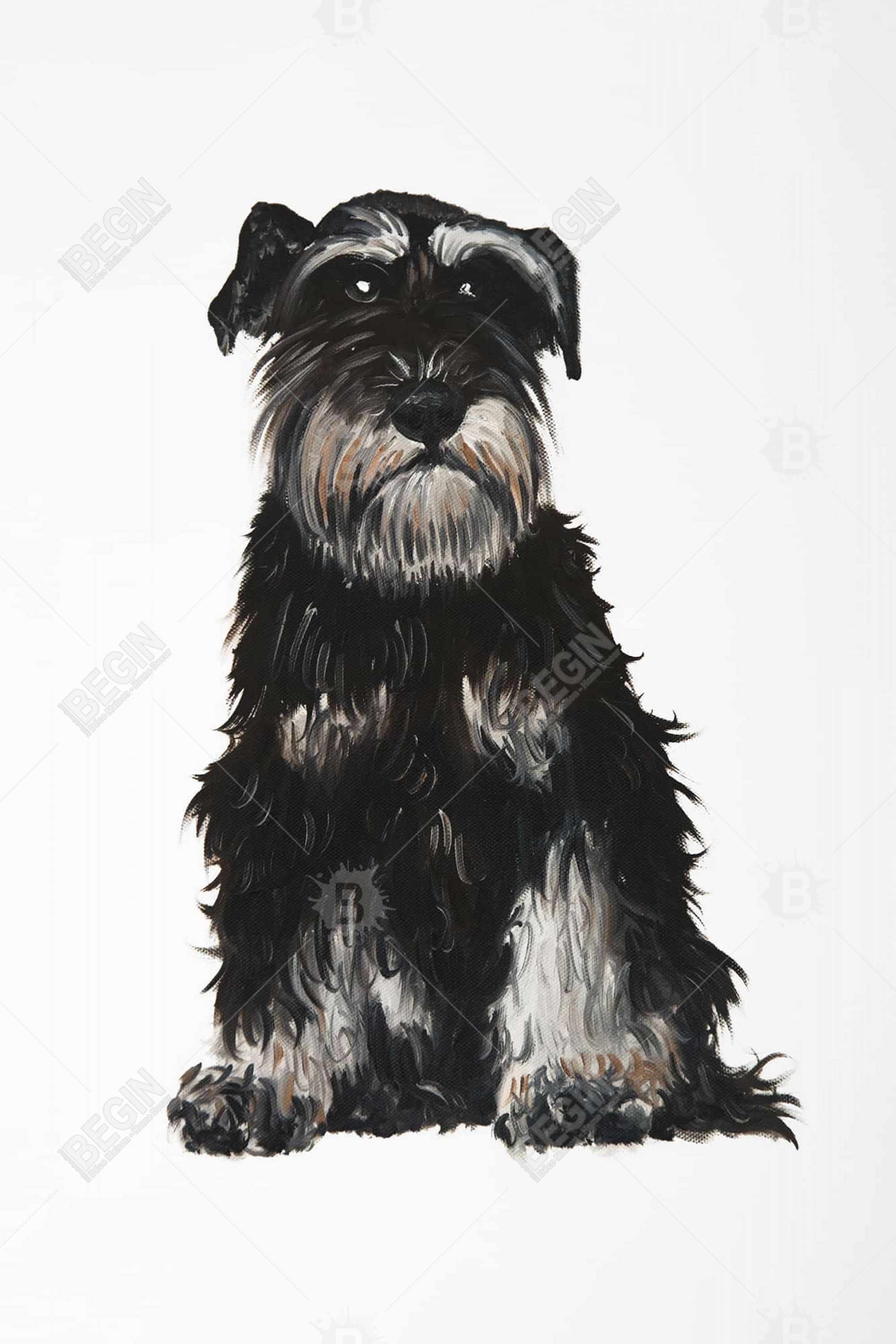 Miniature schnauzer