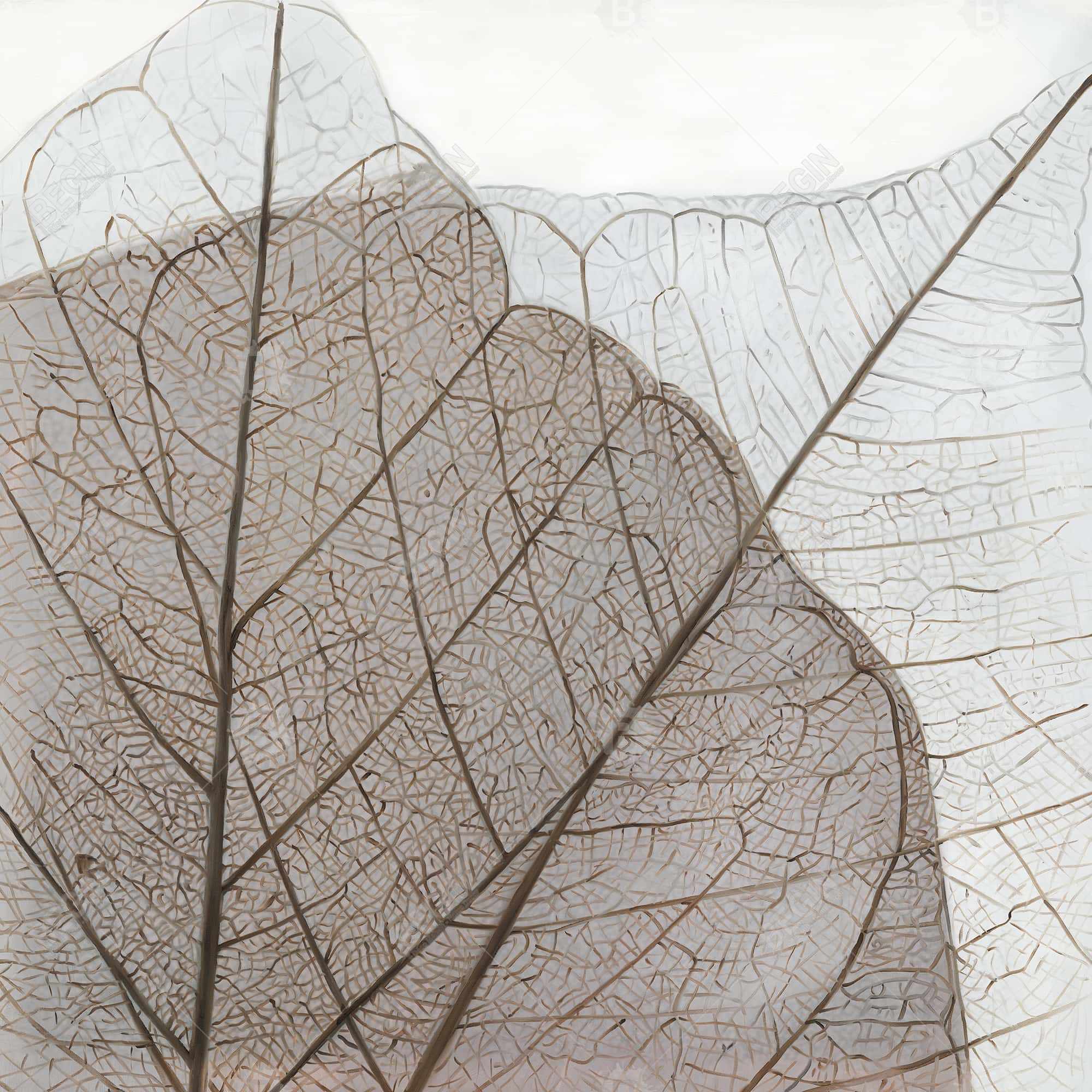 Feuilles séchées translucides