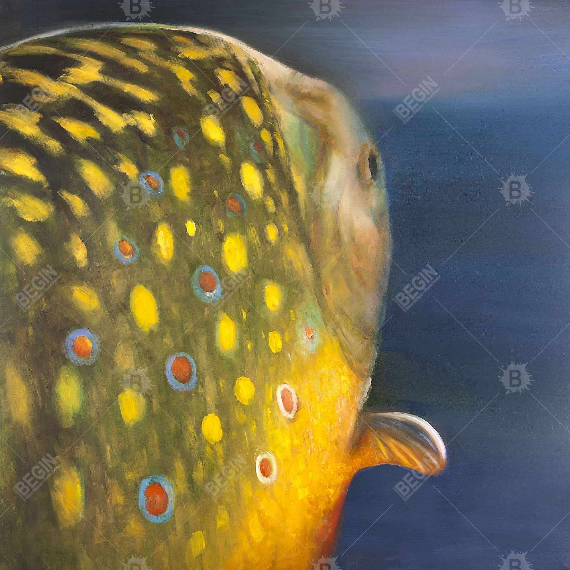 Golden trout fish
